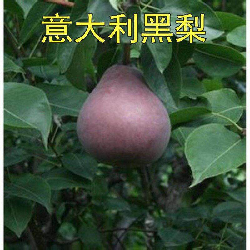 特大黑梨意大利黑梨树果苗梨子苗嫁接超甜梨树苗梨树苗盆栽地栽