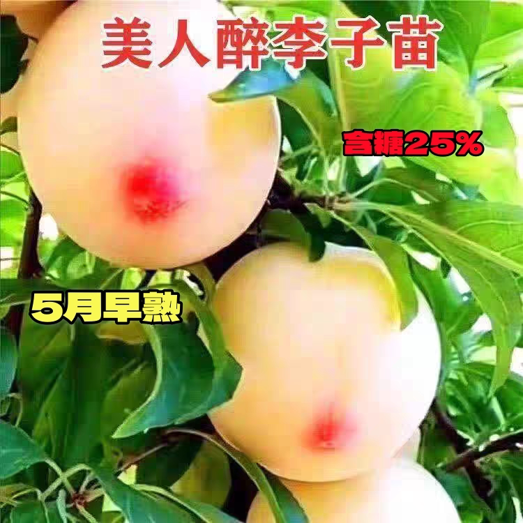美人醉李子嫁接特大早熟李子果树苗大果高产南方北方种植当年结果