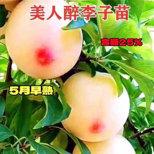 美人醉李子嫁接特大早熟李子果树苗大果高产南方北方种植当年结果