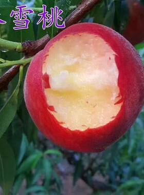 桃树苗 春雪桃嫁接桃苗 早熟甜桃盆栽地栽南方北方种植桃树果树苗