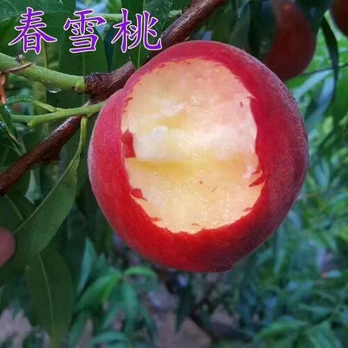 桃树苗 春雪桃嫁接桃苗 早熟甜桃盆栽地栽南方北方种植桃树果树苗