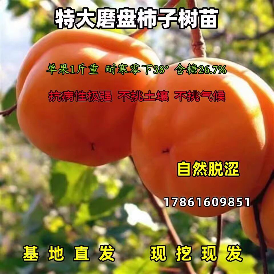 特大甜软磨盘柿子树苗嫁接柿子苗南方北方种植地栽果树苗多汁柿子