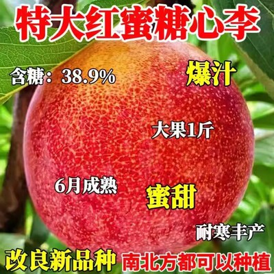 特大红心李子树苗新品种嫁接李子果树苗超甜南北方种植盆栽地栽