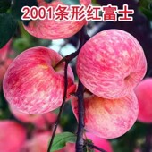 2001条形红富士苹果树苗嫁接特大南方北方种植耐寒新品 种当年结果