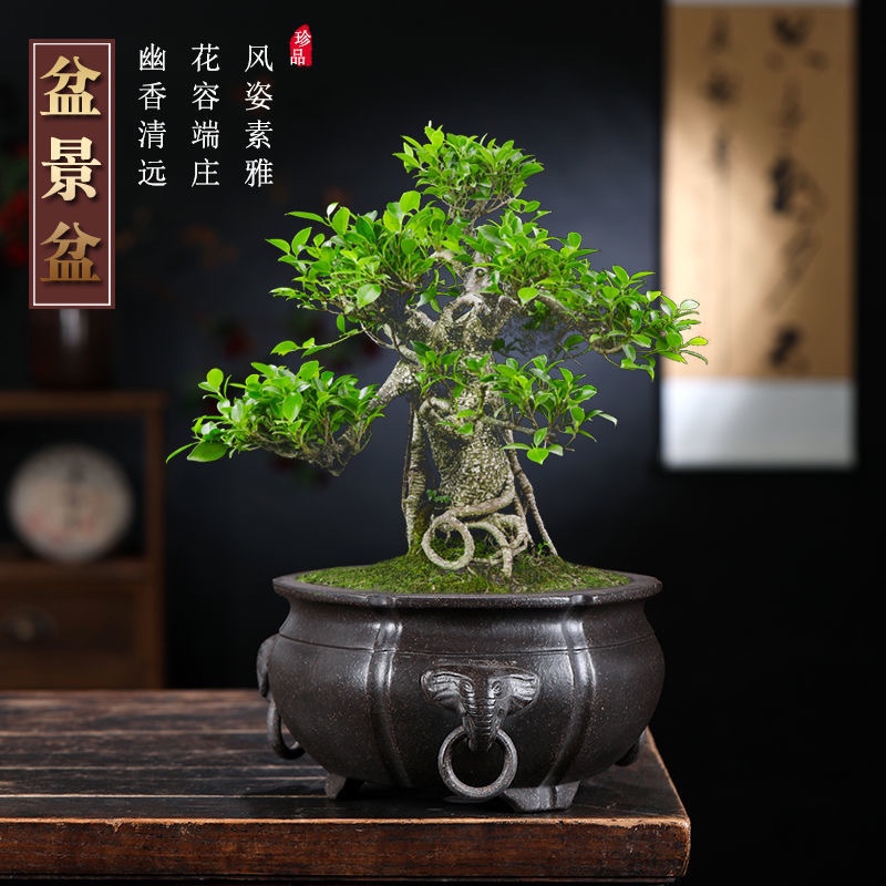 盆景盆宜兴紫砂花盆兽头圆形假山绿植经典雅致兰花多肉桌面包邮