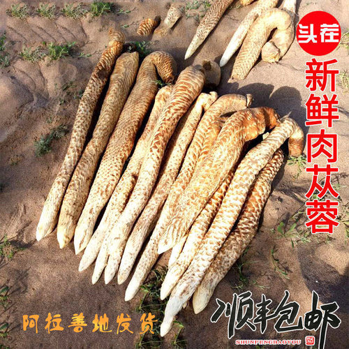 肉苁蓉新鲜中药材整根内蒙古阿拉善鲜锁阳500g滋补煲汤泡茶酒料