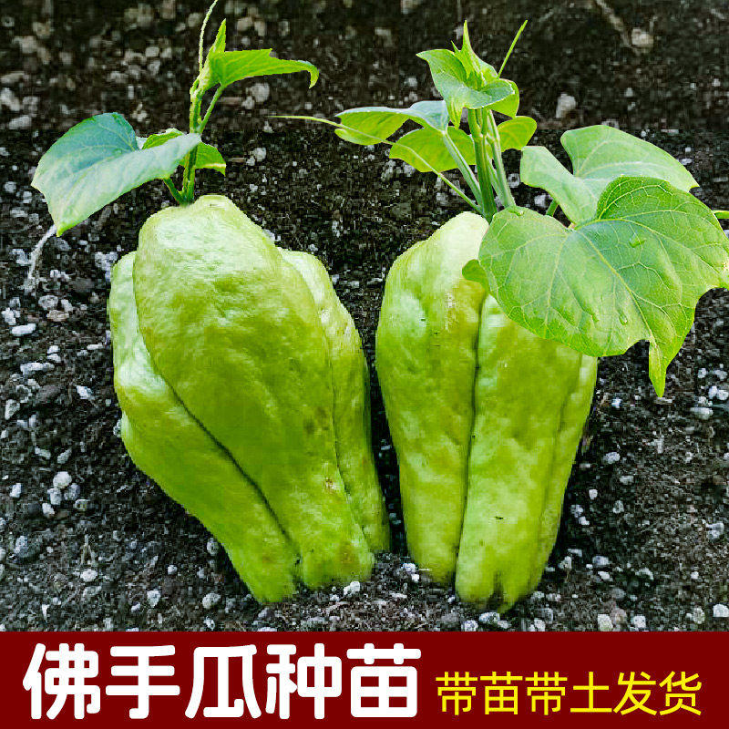 佛手瓜种瓜苗带土发芽四季农家新鲜阳台种植蔬菜秧苗种子有机菜园