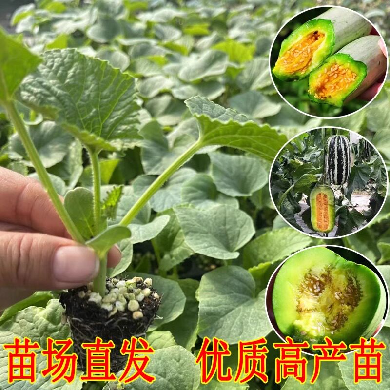 酥脆羊角蜜秧苗超甜羊角蜜甜瓜秧苗薄皮香瓜苗香甜可口易种瓜果种