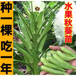 高产不易老超嫩水果秋葵秧苗脆嫩红秋葵种子耐热营养丰富基地直发