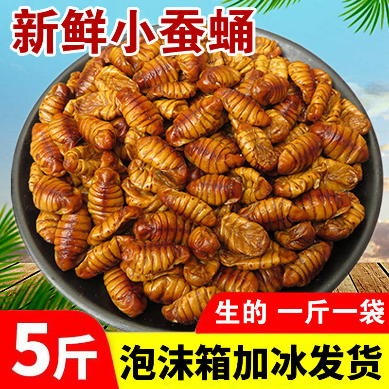 山东特产新鲜生蚕蛹农家桑蚕蛹子活体速冻黄金蛹高蛋白茧蛹蝉蛹