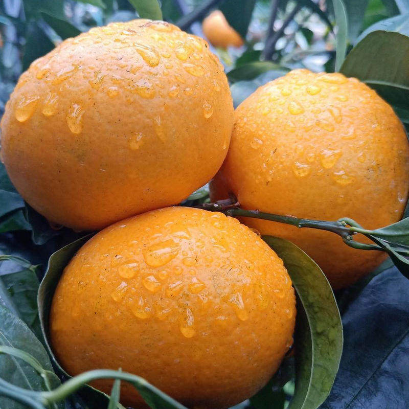 正宗广西武鸣沃柑大果新鲜水果当季整箱橘子桔子,水产肉类/新鲜蔬果/熟食,桔子,淘宝优惠券,粉丝福利购,淘宝优惠卷