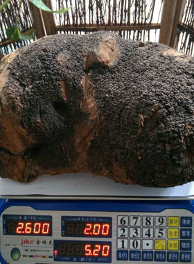 野生白桦茸桦褐孔菌桦树茸非俄罗斯进口大块4-6斤左右390元一斤