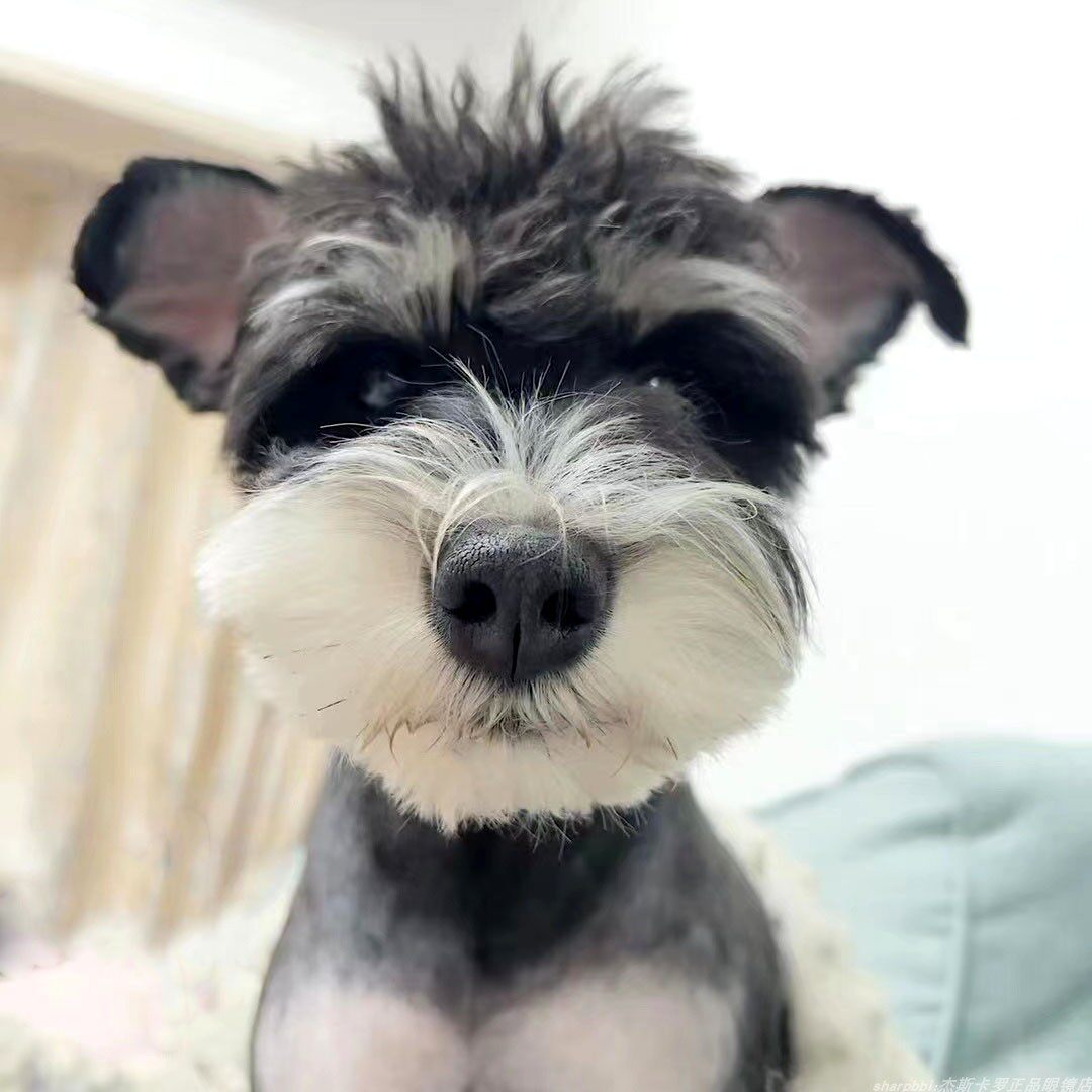 北京家养椒盐色雪纳瑞犬黑银色雪纳瑞幼犬健康迷你型小体雪纳瑞犬