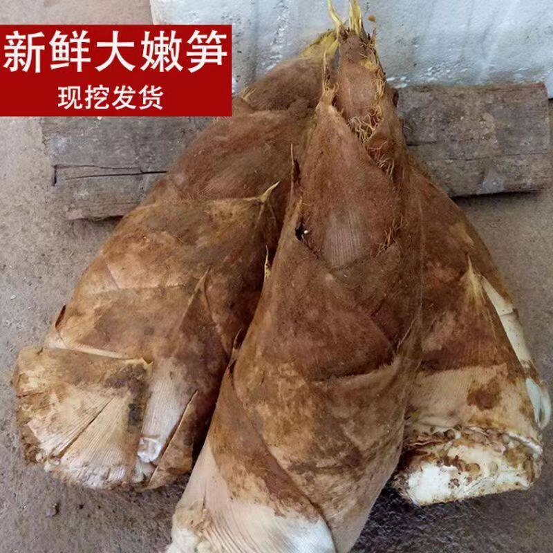 春笋新鲜现挖江西应季蔬菜脆嫩大竹笋野生小笋尖非临安笋子