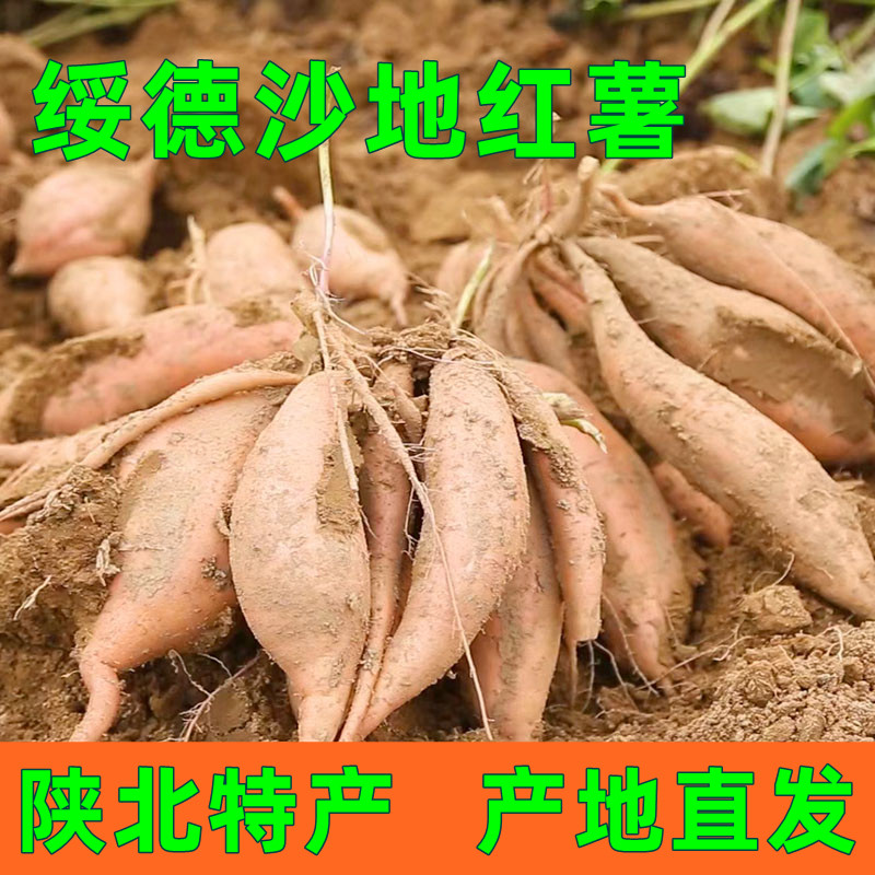 陕西榆林市绥德红薯陕北特产绥德沙地红薯