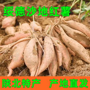 陕西榆林市绥德红薯陕北特产绥德沙地红薯