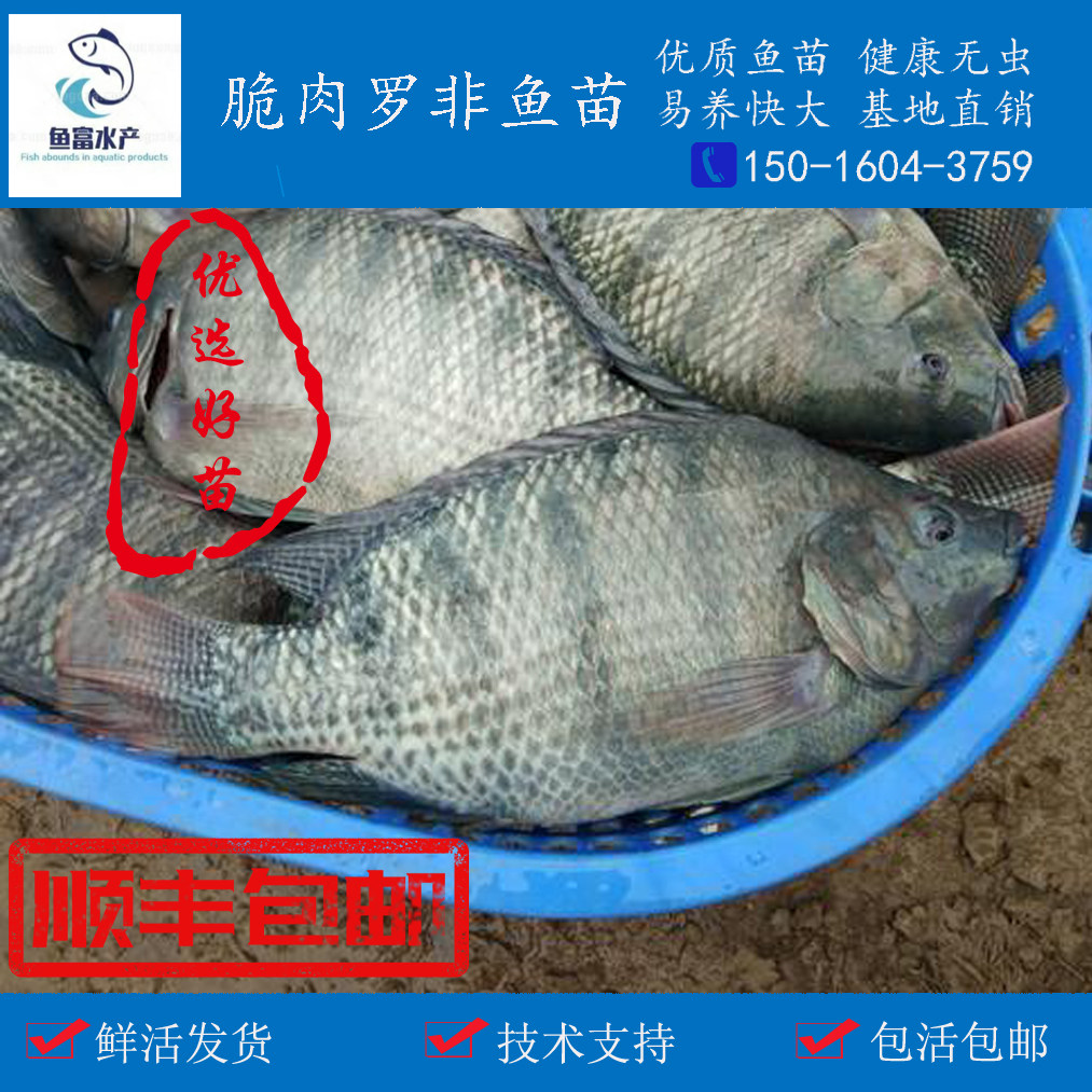 特大种脆肉罗非鱼苗新吉富罗非淡水福寿鱼脆肉非洲鲫鱼苗活体包邮