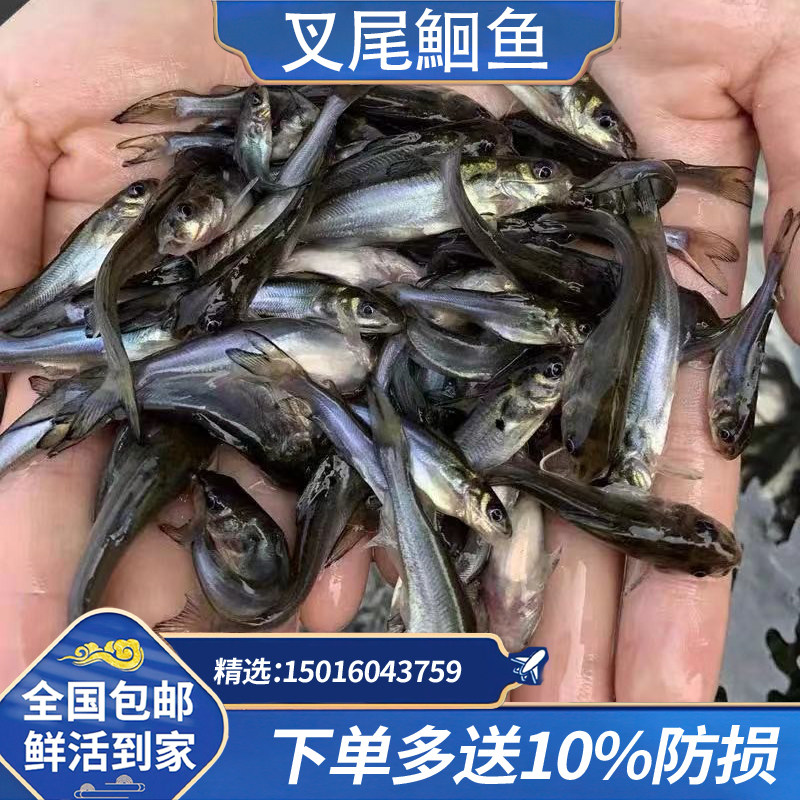 叉尾鱼淡水人工养殖好养快大