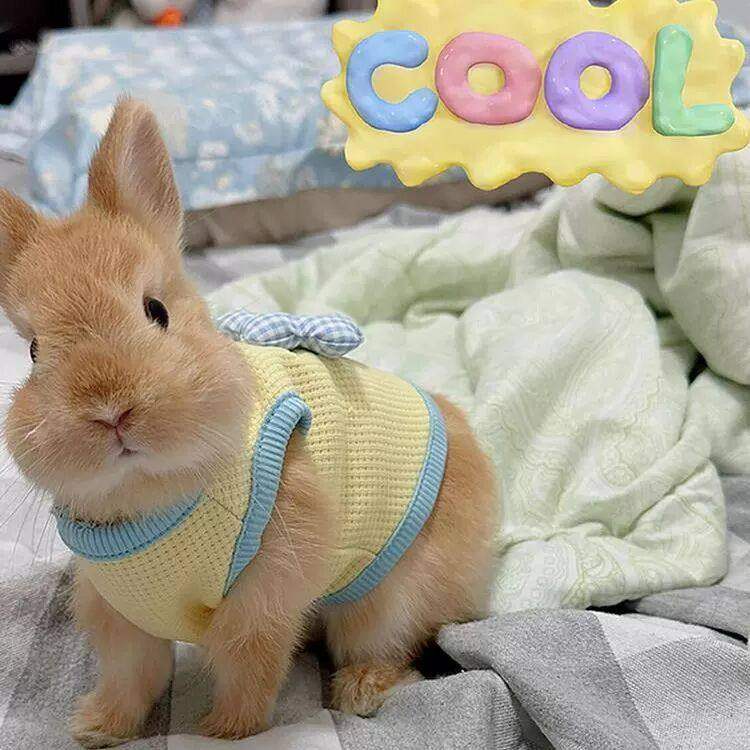小兔子衣服侏儒兔新款宠物狗狗幼犬奶猫可爱卡通可牵引专用的背心,宠物/宠物食品及用品,猫宠物服装/雨衣（新）,淘宝优惠券,粉丝福利购,淘宝优惠卷