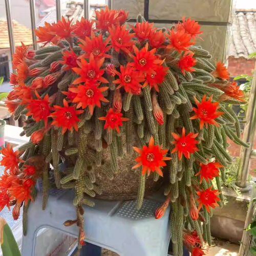 净化空气花卉盆栽多肉植物防辐射