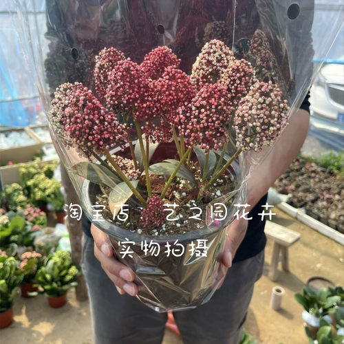 进口茵芋红玉珠紫玉珊瑚多年生木本花卉盆栽耐寒室内观花植物