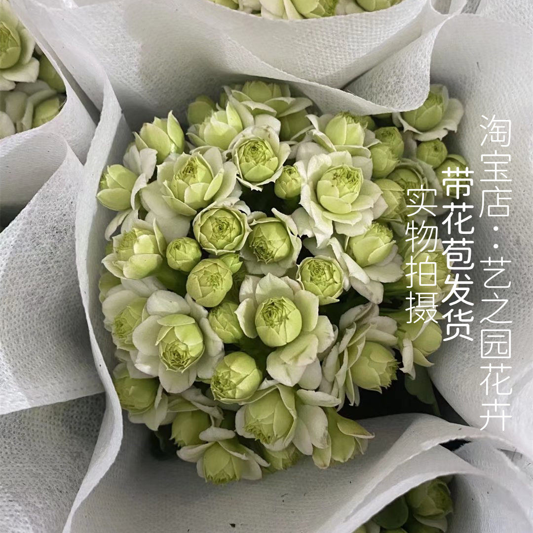 绿巴黎长寿花变色龙梦幻爱丽丝重瓣盆栽四季开花室内阳台吸甲醛