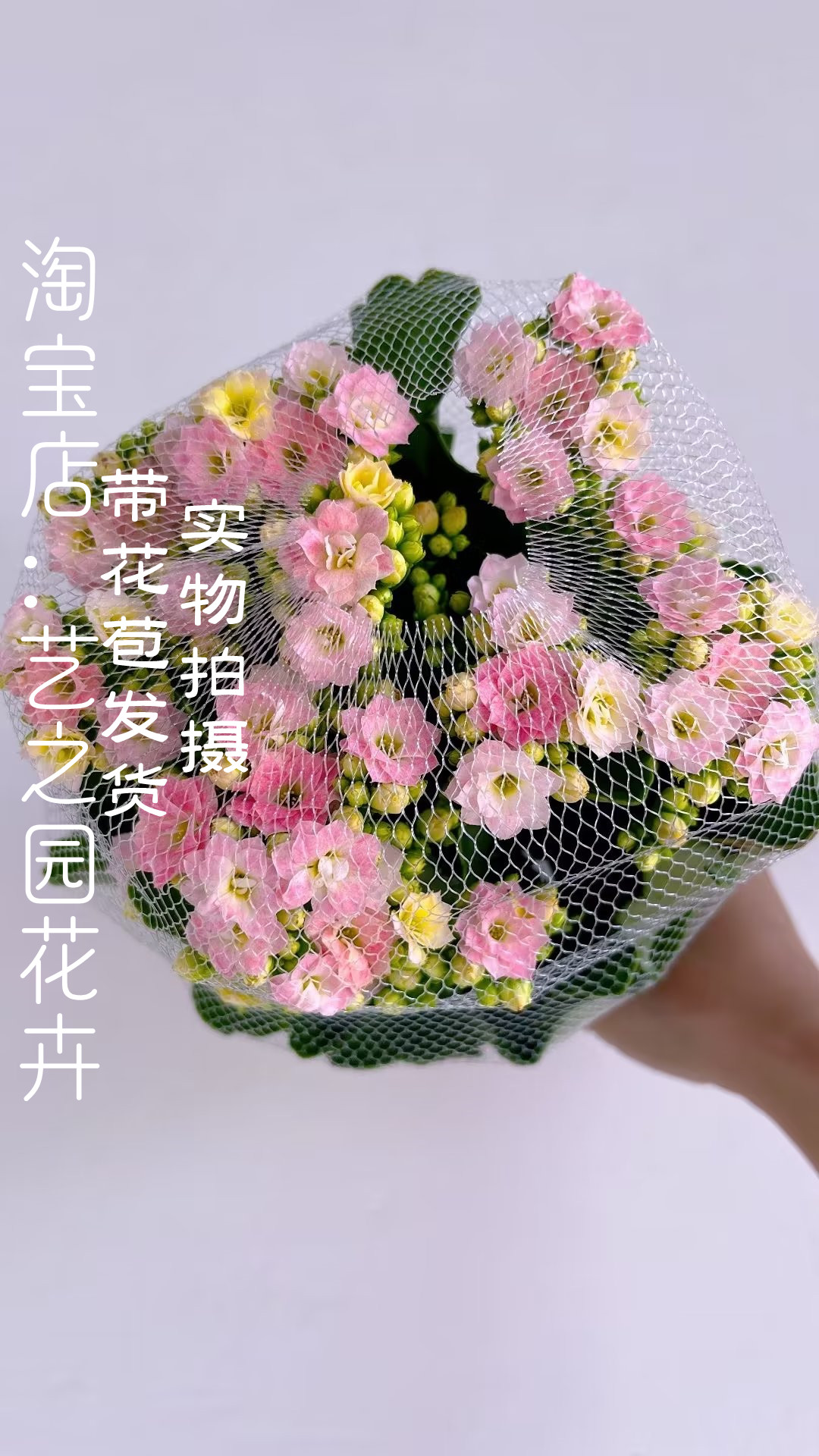 新款长寿花盆栽重瓣变色龙