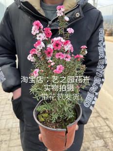 松红梅盆栽带花苞一树多色四季阳台开花绿植耐寒好养易活木本植物