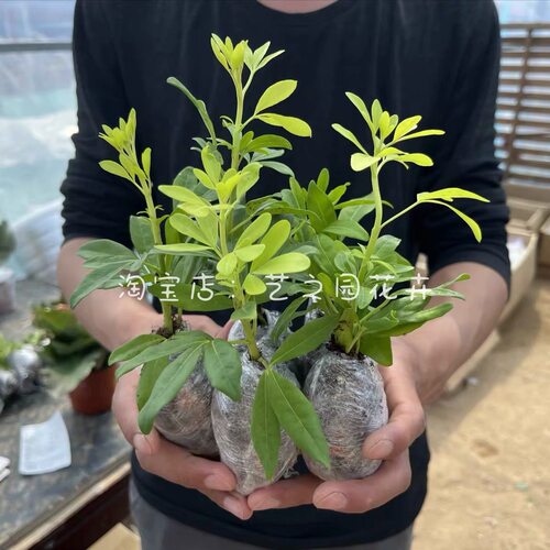 墨西哥橘叶橙花进口小众网红叶材芳香植物扦插苗盆栽杯苗