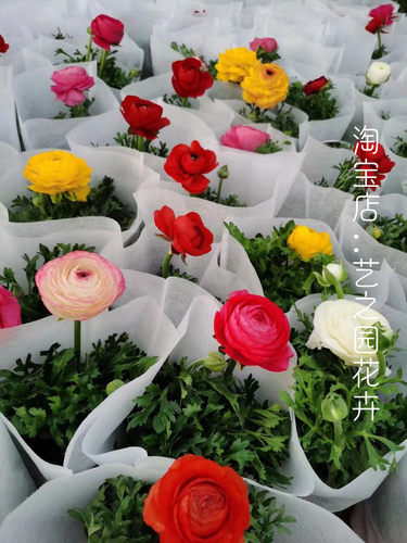 花毛茛盆栽洋牡丹带花苞