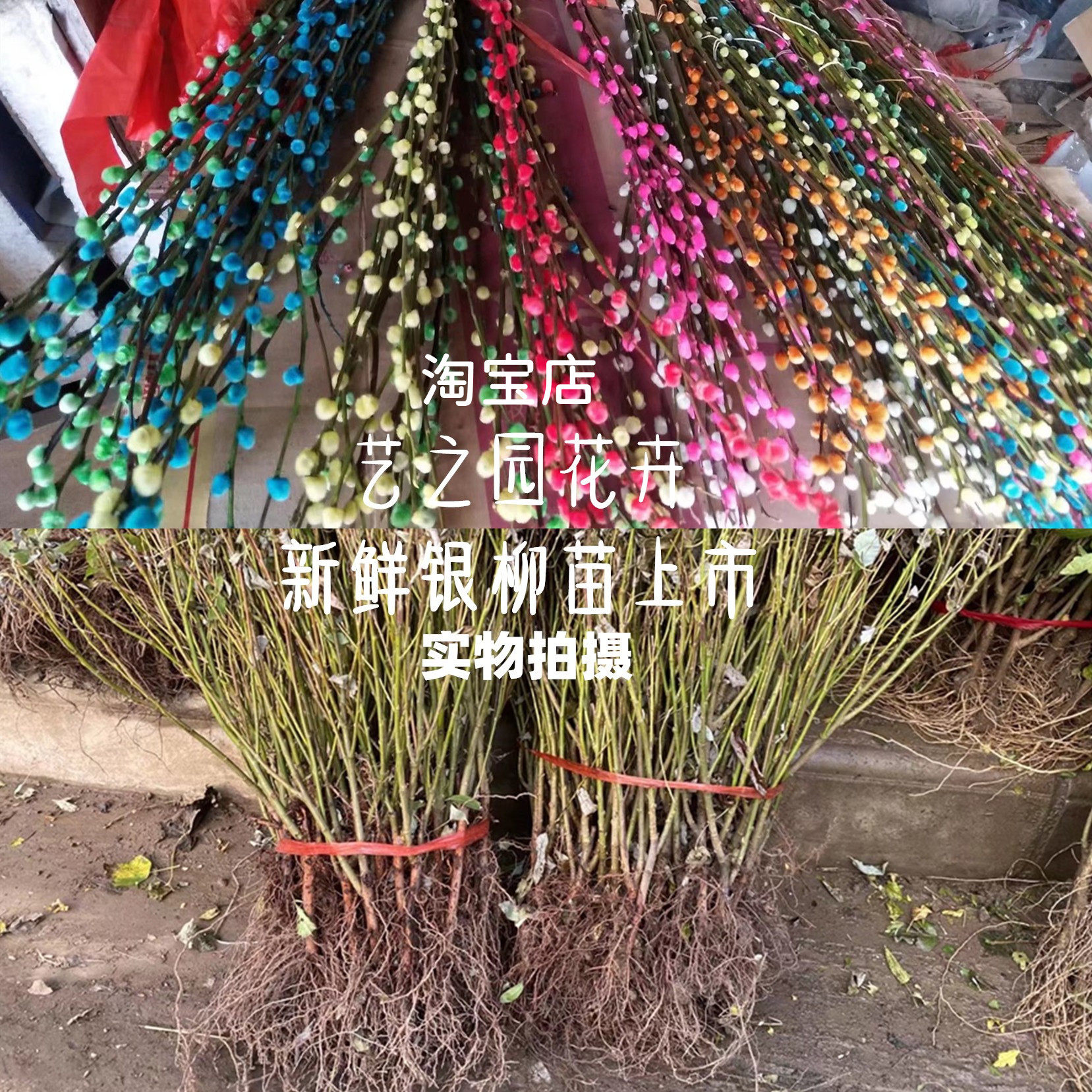 银柳树苗真花鲜花盆栽阳台庭院地栽过年喜庆花卉好活易养耐热耐寒
