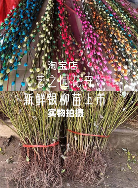银柳树苗真花鲜花盆栽阳台庭院地栽过年喜庆花卉好活易养耐热耐寒