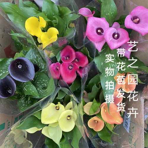 盆栽花卉植物室内过年质量怎么样 盆栽花卉植物室内过年口碑怎么样 小麦优选