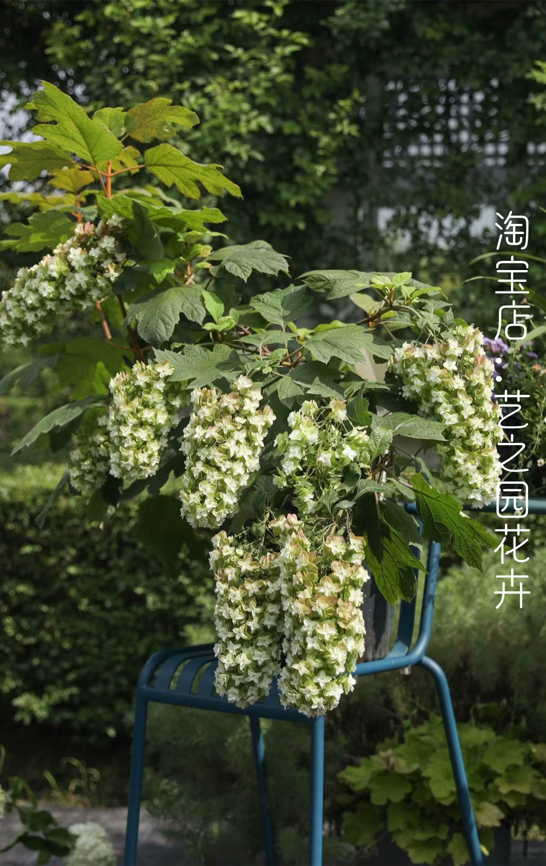 栎叶绣球 雪花 盆栽苗 重瓣大花品种 颜色多变 花枝悬垂 像翡翠