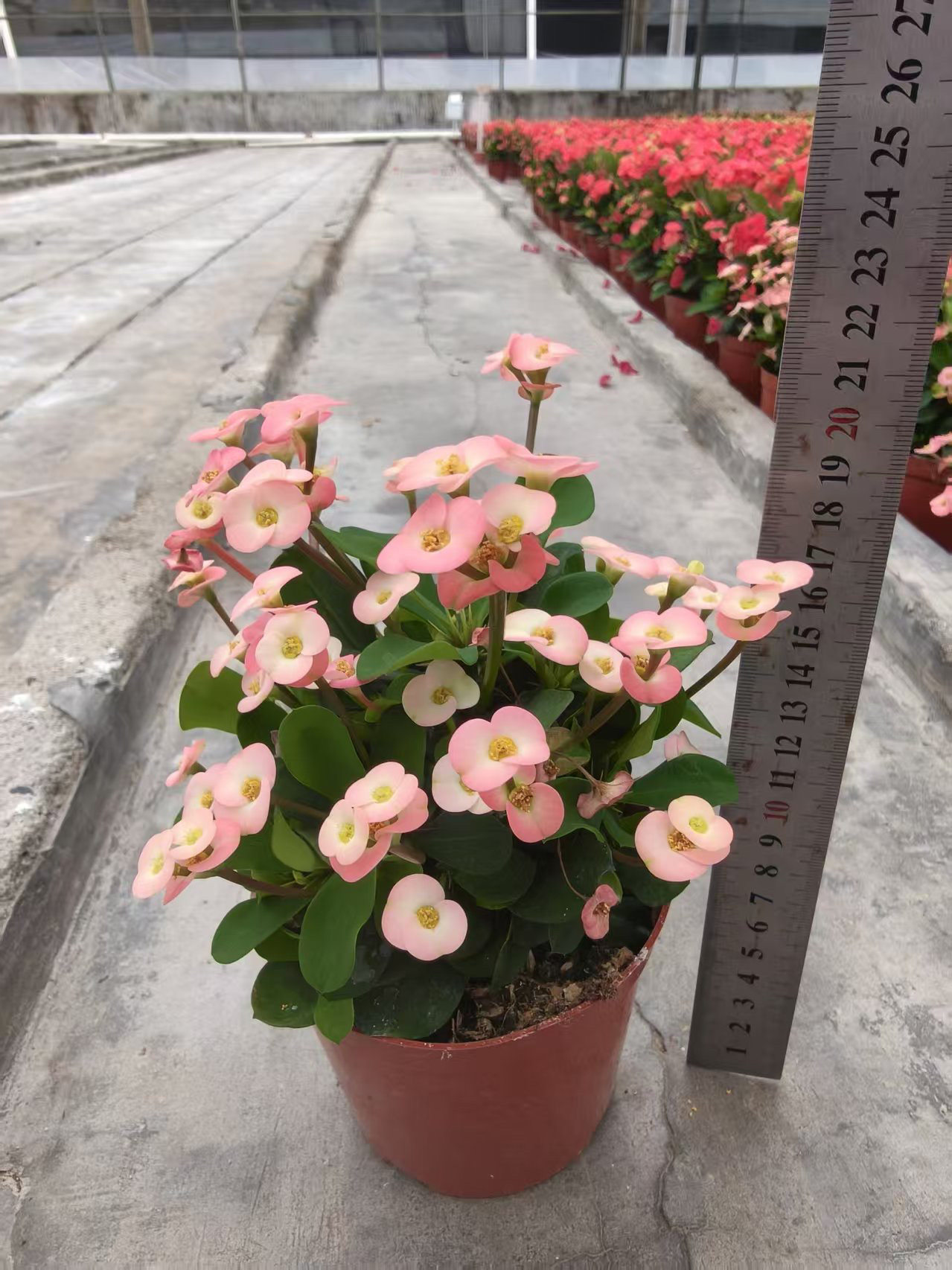 粉色虎刺梅盆栽小花小叶带花四季铁海棠室内阳台开花园好养易活