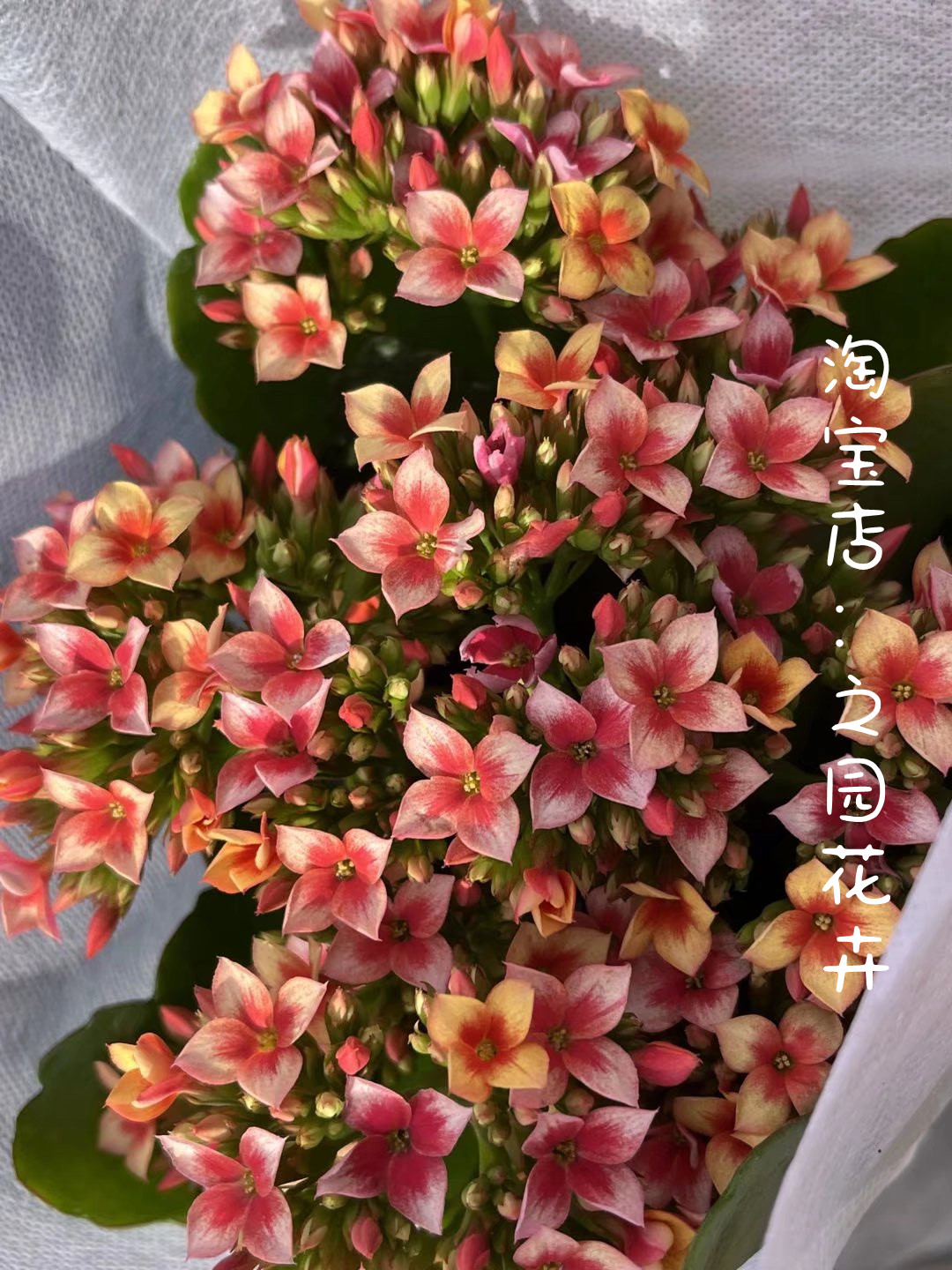 单瓣长寿花盆栽带花苞 美丽心情/果冻橙/金色海岸 经典色系 必入 鲜花速递/花卉仿真/绿植园艺 红掌/凤梨/温室花卉 原图主图