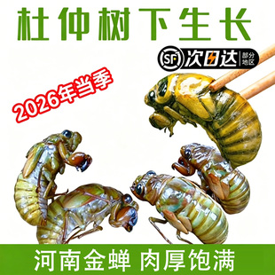 知了猴杜仲金蝉2026年当季新货河南整只生肉知了龟爬叉新鲜烧烤