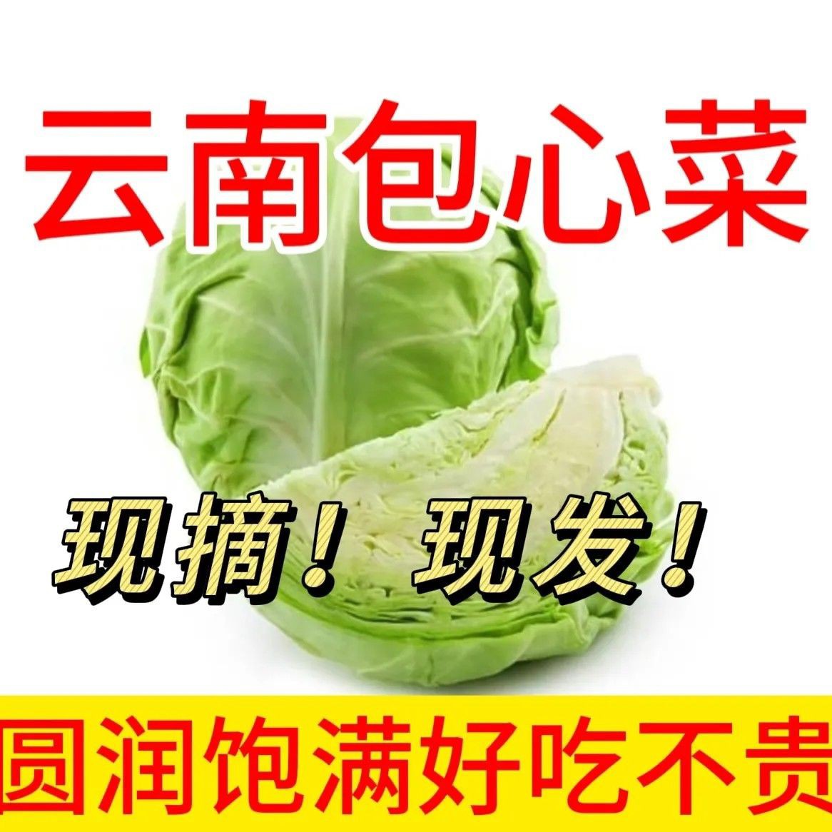 云南省农家自种新鲜蔬菜包菜甘蓝卷心菜莲花白圆白菜现摘现发包邮