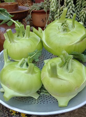 云南新鲜蔬菜苤蓝大头菜芥菜疙瘩甜菜头泡菜农家自种现摘现发包邮