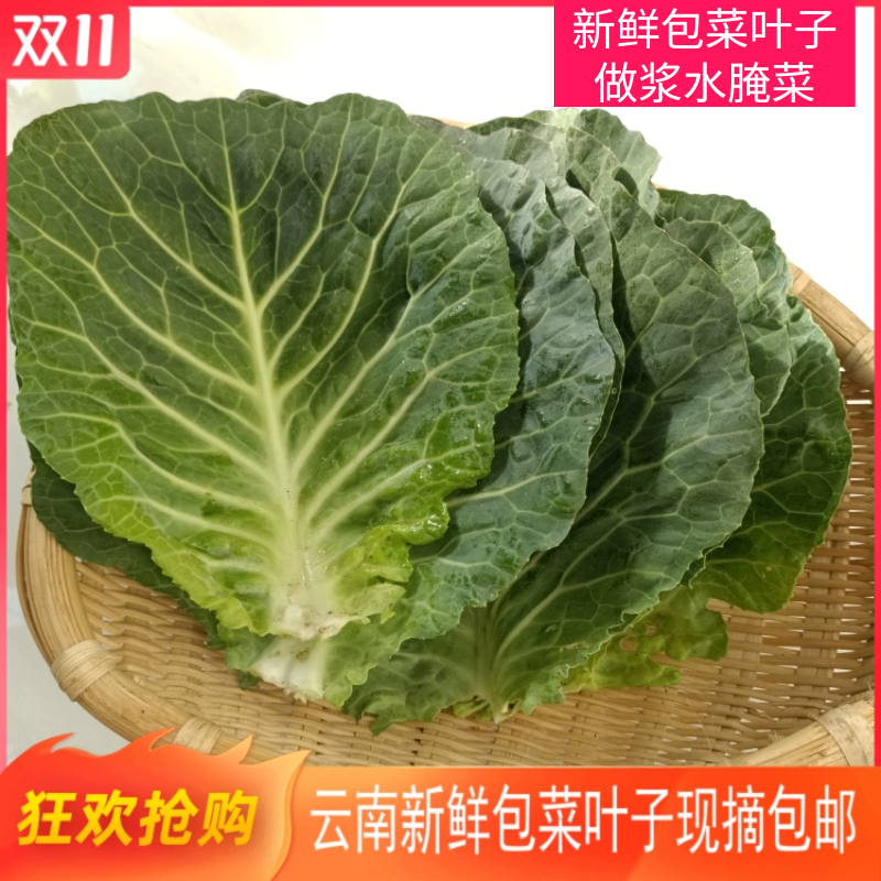 云南农家自种新鲜叶子白菜叶子包菜叶子制作梅干菜腌菜的上等材料