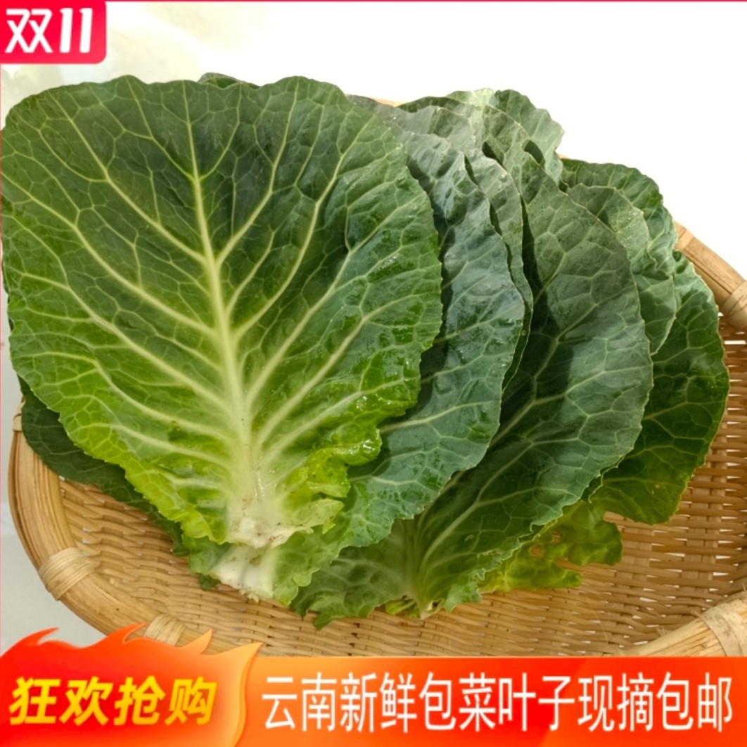 云南农家自种新鲜叶子白菜叶子包菜叶子制作梅干菜腌菜的上等材料