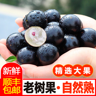 顺丰冷链沙巴嘉宝果精选老树果产地直发树葡萄清甜孕妇新鲜水果
