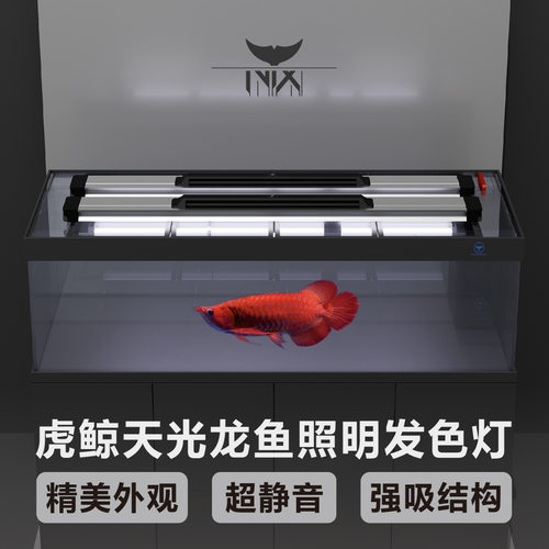 虎鲸龙鱼天光灯龙鱼发色