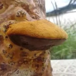 桑黄栽培菌种菌包家庭基地种植栽培种桑黄菌棒可食用菌阳台种植包
