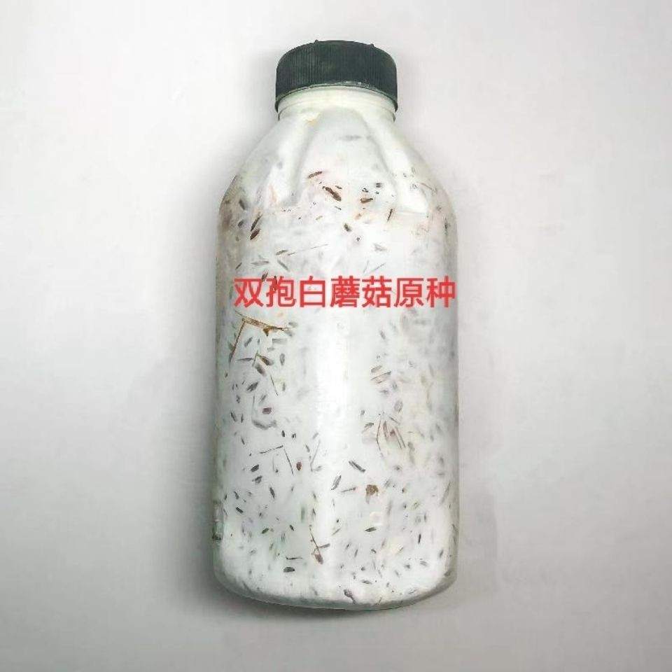 双孢菇原种双孢菇二级种双孢菇菌种