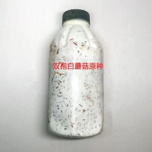 双孢菇原种双孢菇二级种双孢菇菌种