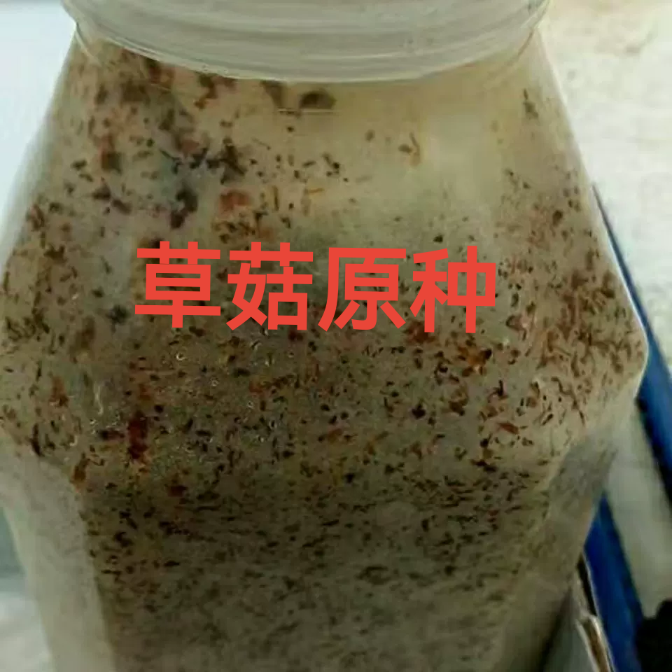 草菇原种草菇二级菌种草菇菌种