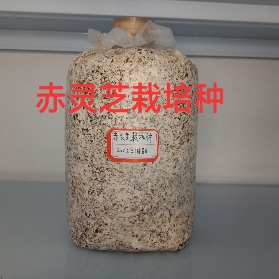赤灵芝栽培种赤灵芝三级种赤灵芝多肉植物