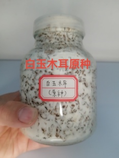 白玉木耳原种白玉木耳二级种白玉木耳菌种