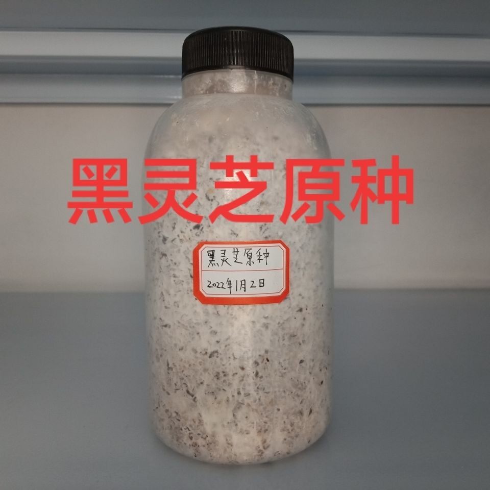 黑灵芝原种黑灵芝菌种黑灵芝二级多肉植物